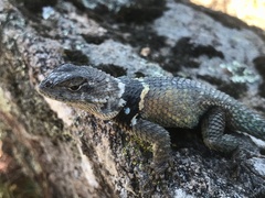Sceloporus mucronatus