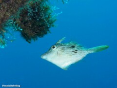 Stephanolepis hispida