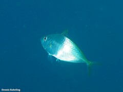 Pseudocaranx dentex