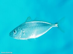 Pseudocaranx dentex