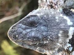 Sceloporus mucronatus