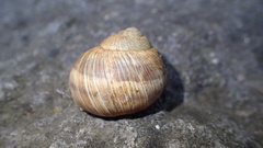 Helix cincta