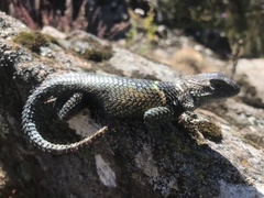 Sceloporus mucronatus