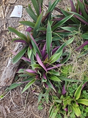Tradescantia spathacea