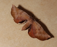 Parepisparis multicolora