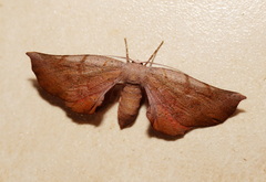 Parepisparis multicolora