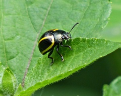 Desmogramma