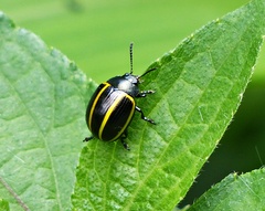 Desmogramma