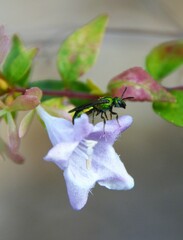Augochlora pura