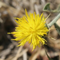 Centaurea sicula