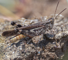 Aiolopus thalassinus