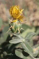 Centaurea sicula