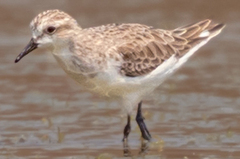 Calidris ruficollis