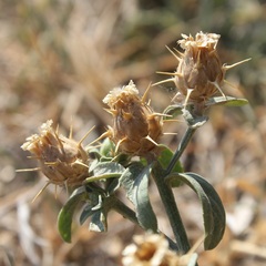Centaurea sicula