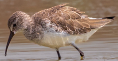 Calidris ferruginea