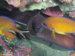 Gymnothorax unicolor