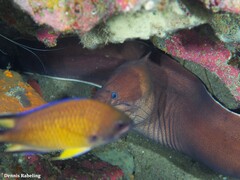 Gymnothorax unicolor