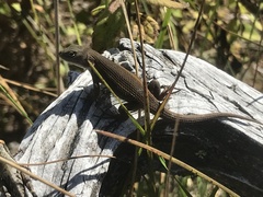 Sceloporus bicanthalis