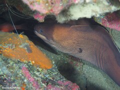 Gymnothorax unicolor