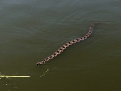 Nerodia taxispilota
