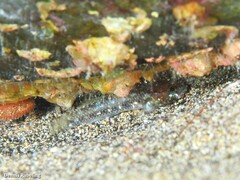 Vanneaugobius canariensis