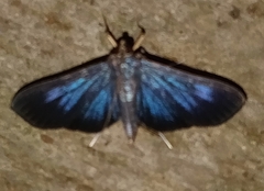 Phostria