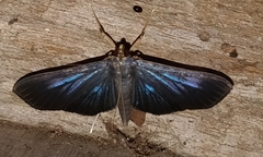 Phostria