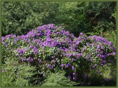 Ipomoea pedicellaris