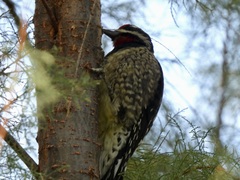 Sphyrapicus varius × nuchalis