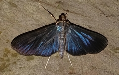 Phostria