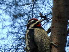 Sphyrapicus varius × nuchalis