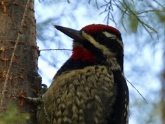 Sphyrapicus varius × nuchalis