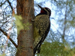 Sphyrapicus varius × nuchalis