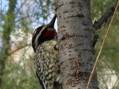 Sphyrapicus varius × nuchalis