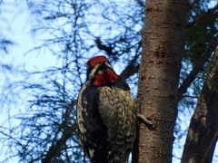 Sphyrapicus varius × nuchalis