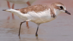 Charadrius mongolus