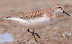Calidris ruficollis