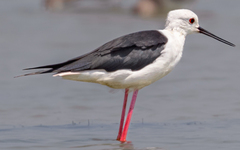 Himantopus himantopus