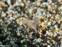 Periclimenes scriptus