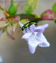 Augochlora pura