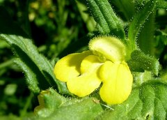 Bellardia viscosa