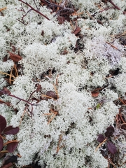 Cladonia rangiferina