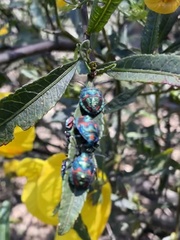 Tectocoris diophthalmus