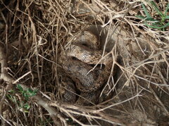 Macroprotodon brevis