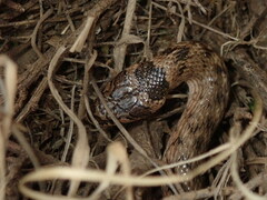 Macroprotodon brevis