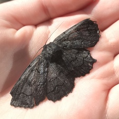 Melanodes anthracitaria