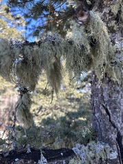 Alectoria sarmentosa