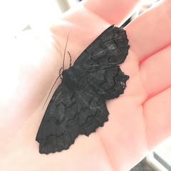 Melanodes anthracitaria