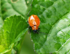 Diabroticina