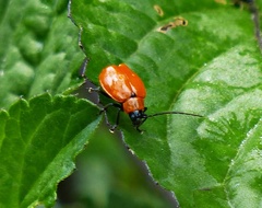 Diabroticina